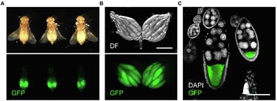 Effects of Food and Temperature on Drosophila melanogaster Reproductive Dormancy as Revealed by Quantification of a GFP-Tagged Yolk Protein in the Ovary